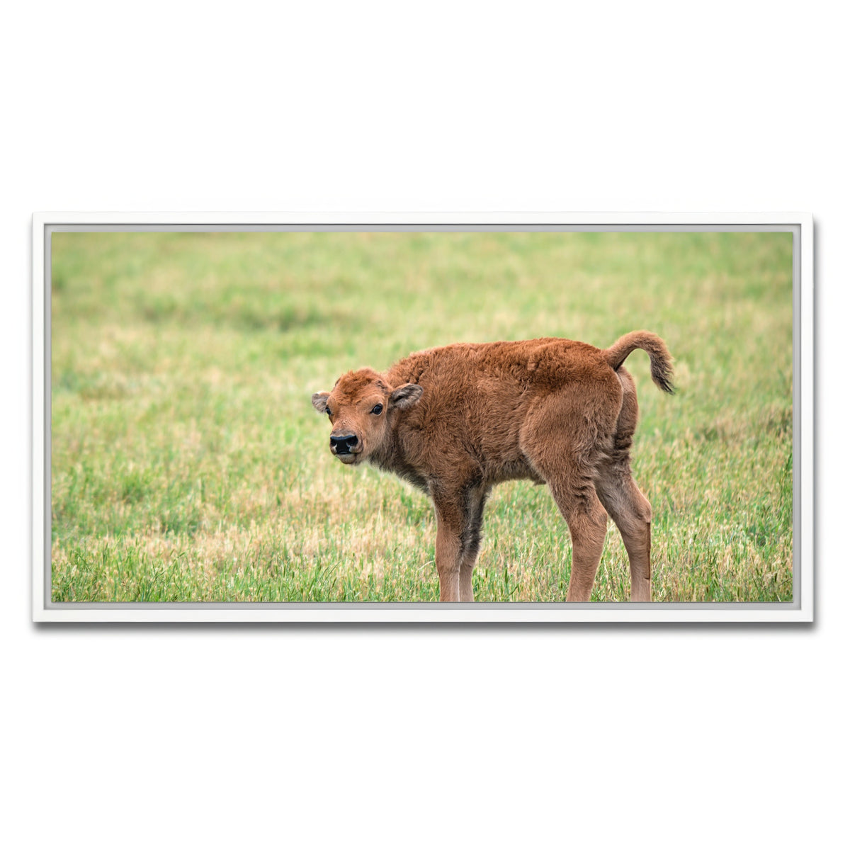 AUTO-MOCKUP WHITE | Buffalo Calf | 1 Piece | White Framed Canvas | group=2x1