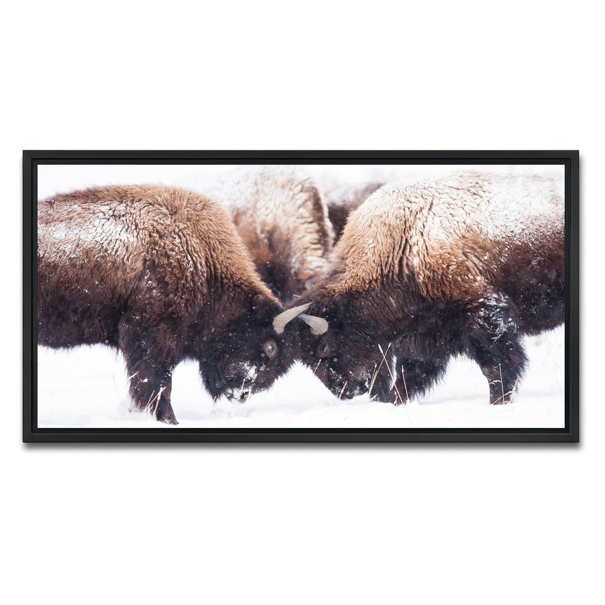 AUTO-MOCKUP WHITE | Buffalo Fighting in Yellowstone | 1 Piece | Black Framed Canvas | group=2x1