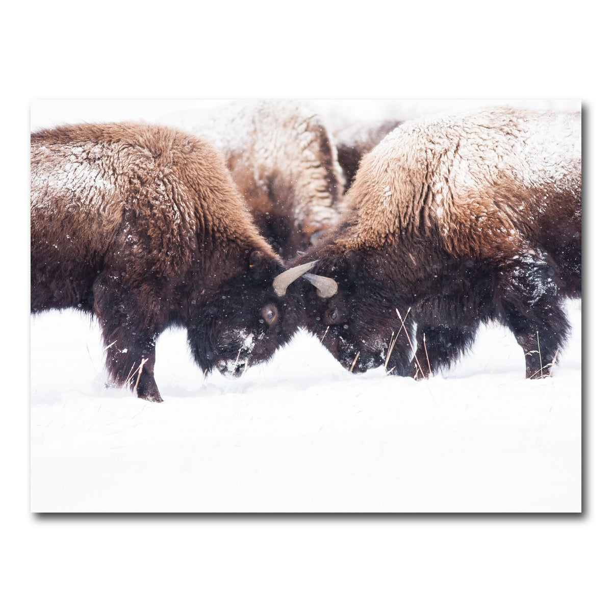 AUTO-MOCKUP WHITE | Buffalo Fighting in Yellowstone | 1 Piece | Gallery Wrap Canvas | group=4x3