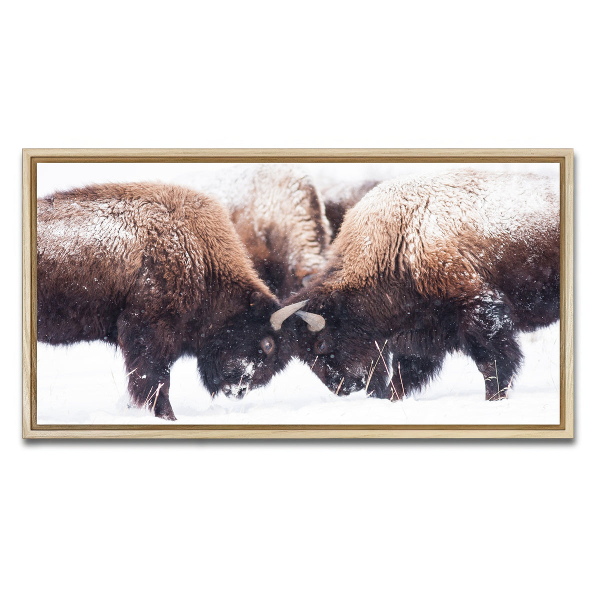 AUTO-MOCKUP WHITE | Buffalo Fighting in Yellowstone | 1 Piece | Natural Framed Canvas | group=2x1