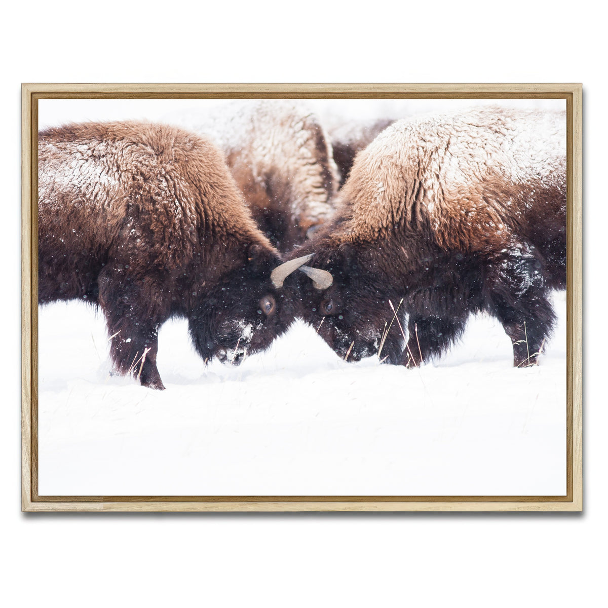 AUTO-MOCKUP WHITE | Buffalo Fighting in Yellowstone | 1 Piece | Natural Framed Canvas | group=4x3