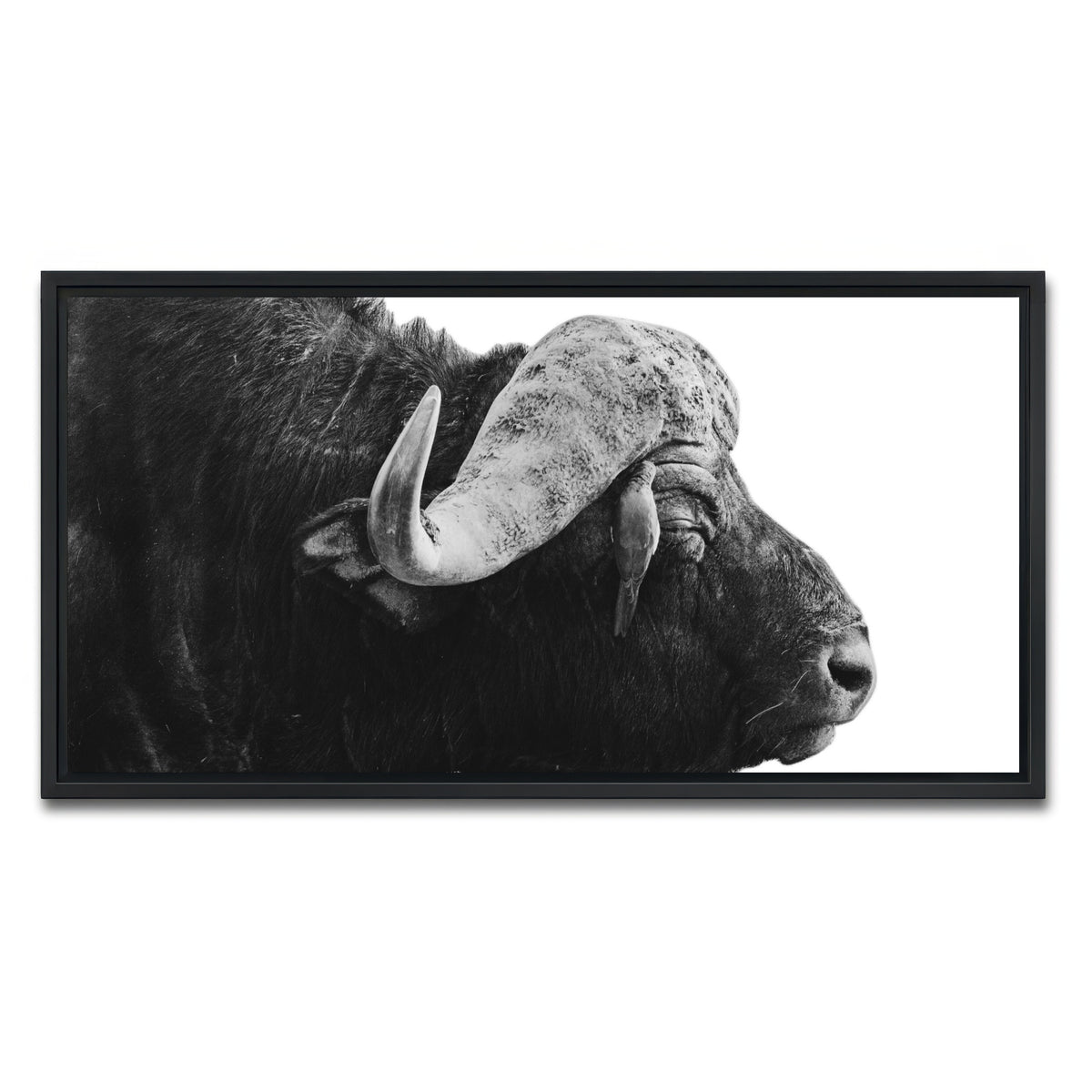 AUTO-MOCKUP WHITE | Buffalo | 1 Piece | Black Framed Canvas | group=2x1