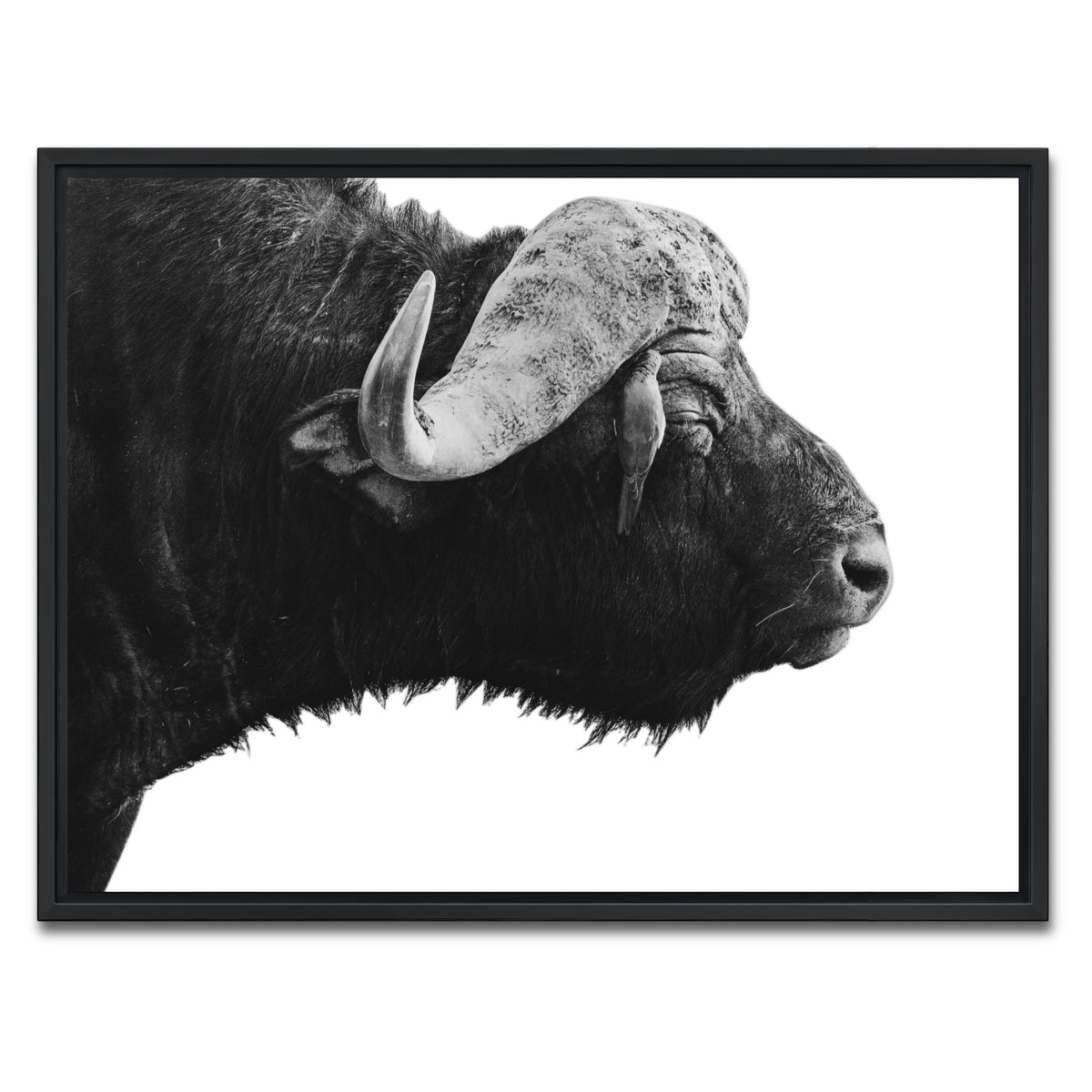 AUTO-MOCKUP WHITE | Buffalo | 1 Piece | Black Framed Canvas | group=4x3