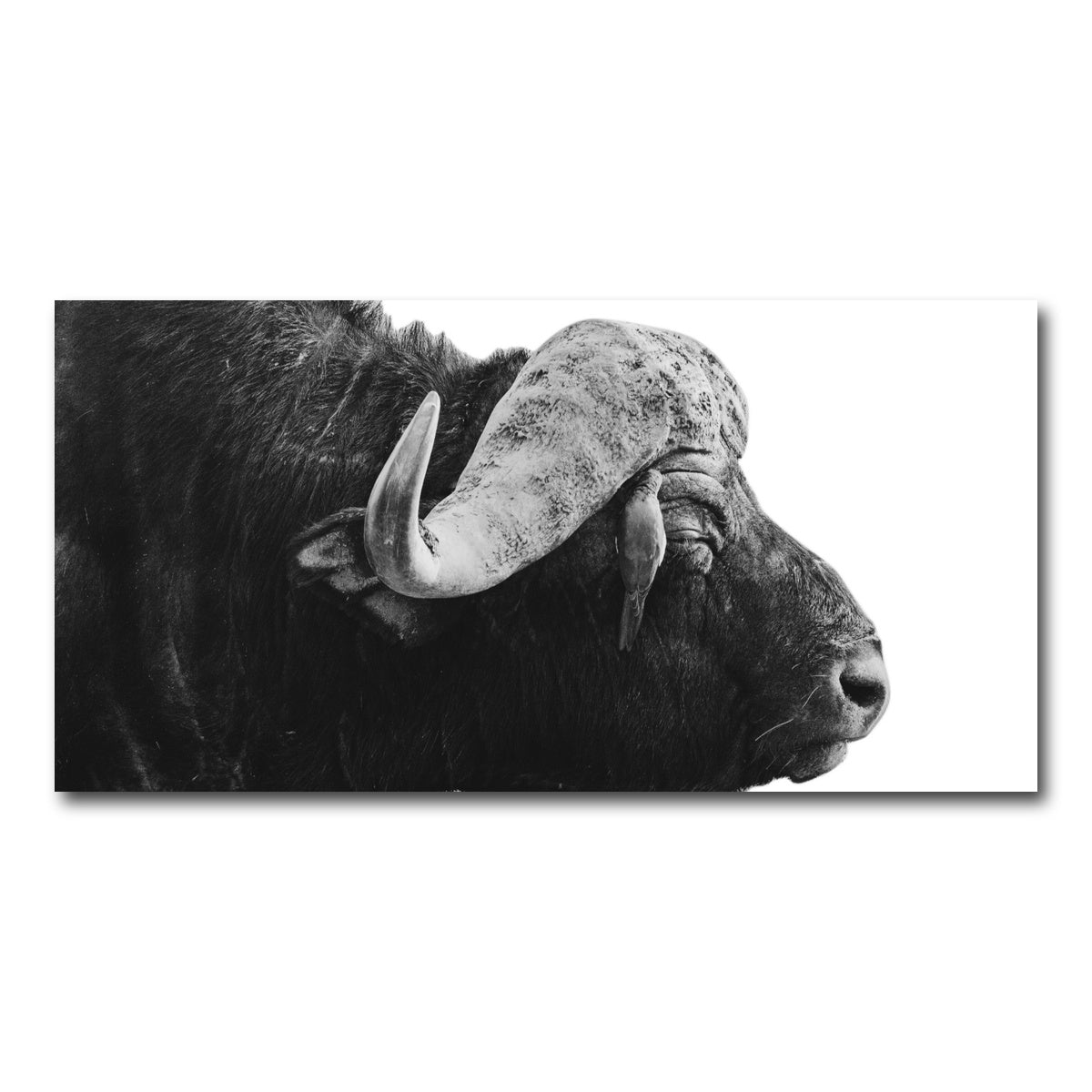 AUTO-MOCKUP WHITE | Buffalo | 1 Piece | Gallery Wrap Canvas | group=2x1