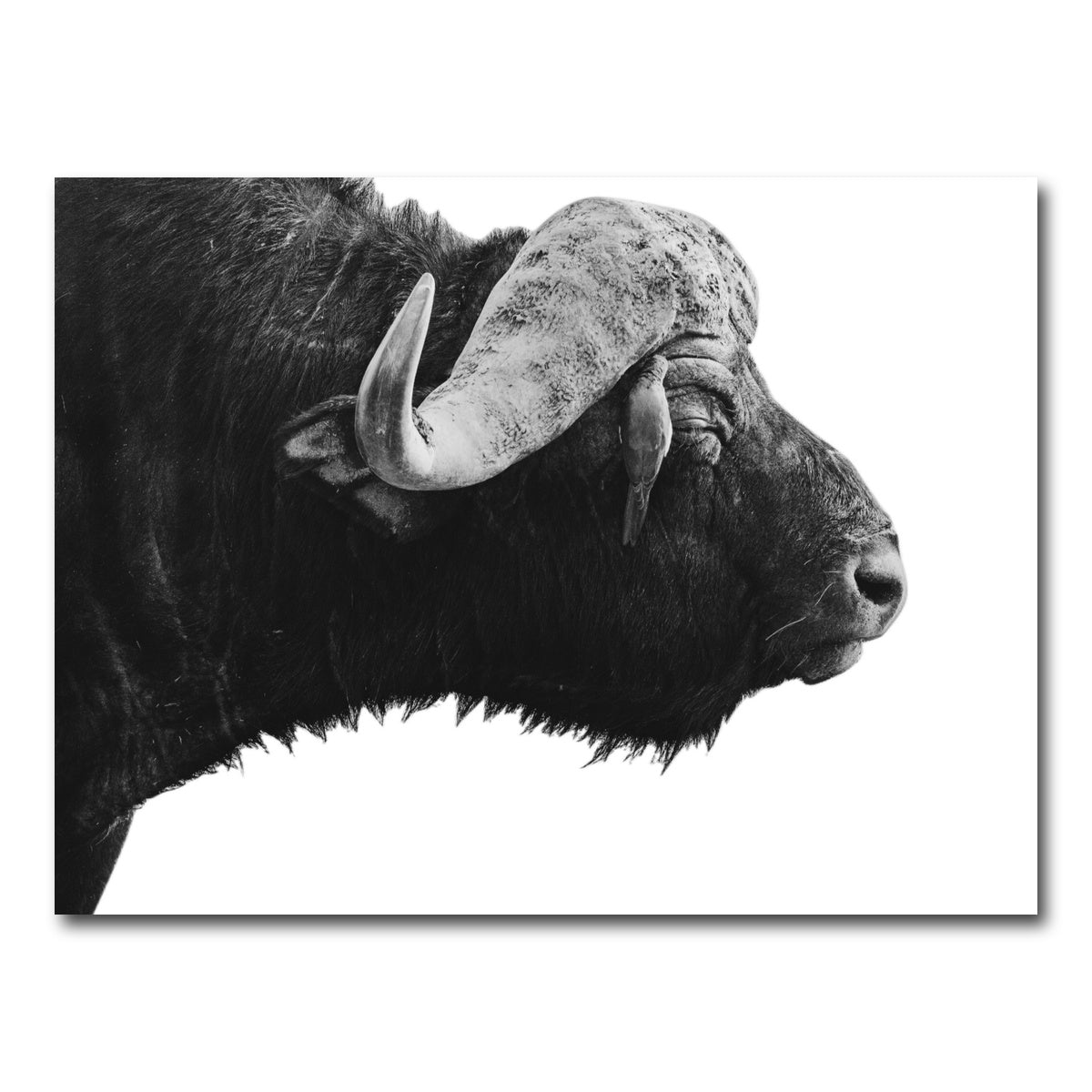 AUTO-MOCKUP WHITE | Buffalo | 1 Piece | Gallery Wrap Canvas | group=4x3