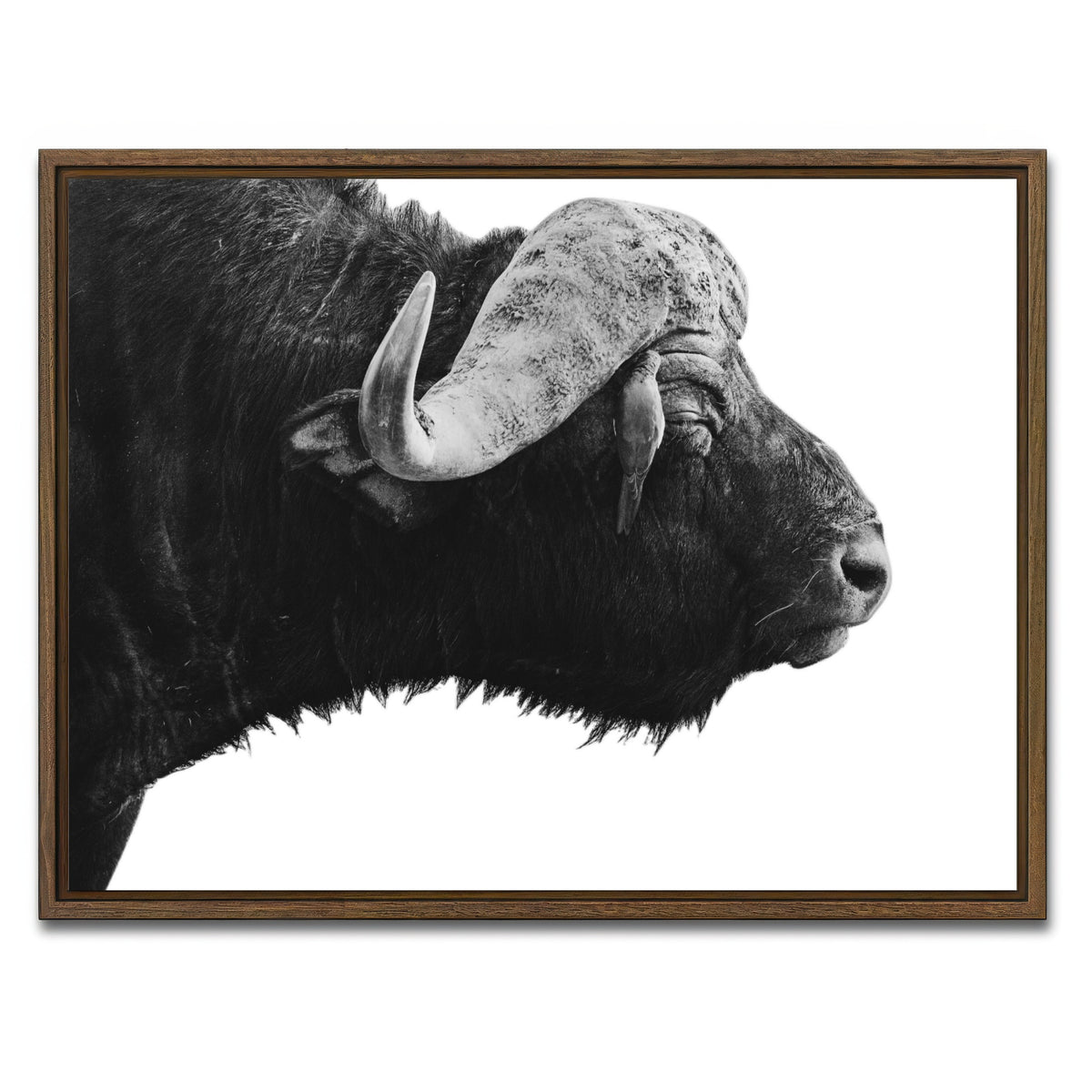 AUTO-MOCKUP WHITE | Buffalo | 1 Piece | Walnut Framed Canvas | group=4x3