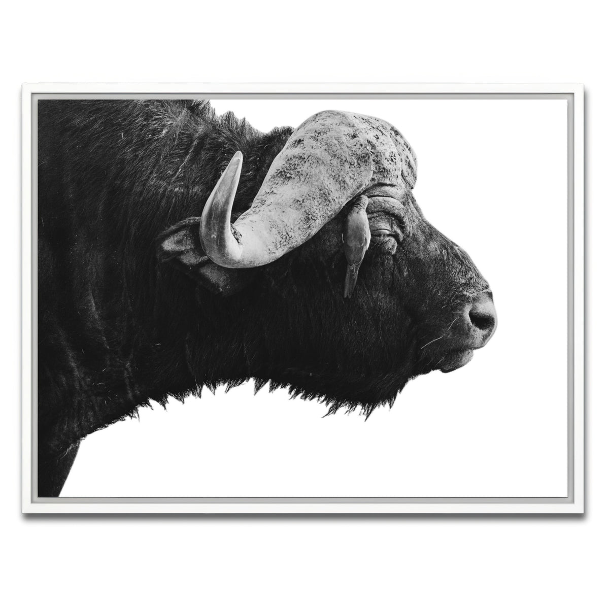 AUTO-MOCKUP WHITE | Buffalo | 1 Piece | White Framed Canvas | group=4x3