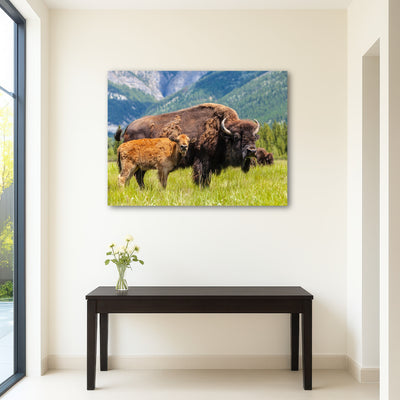 AUTO-MOCKUP ROOM | Buffalo with calf