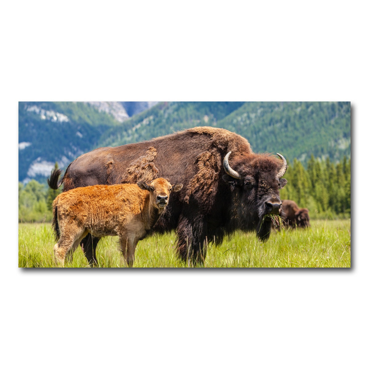AUTO-MOCKUP WHITE | Buffalo with calf | 1 Piece | Gallery Wrap Canvas | group=2x1