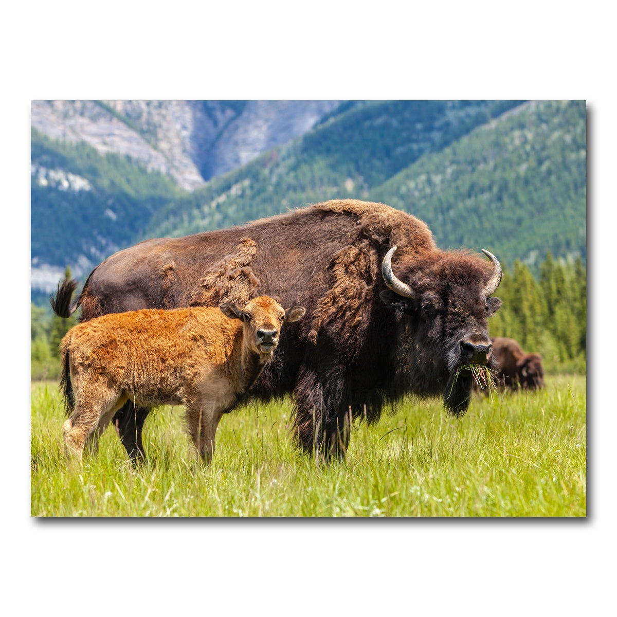 AUTO-MOCKUP WHITE | Buffalo with calf | 1 Piece | Gallery Wrap Canvas | group=4x3