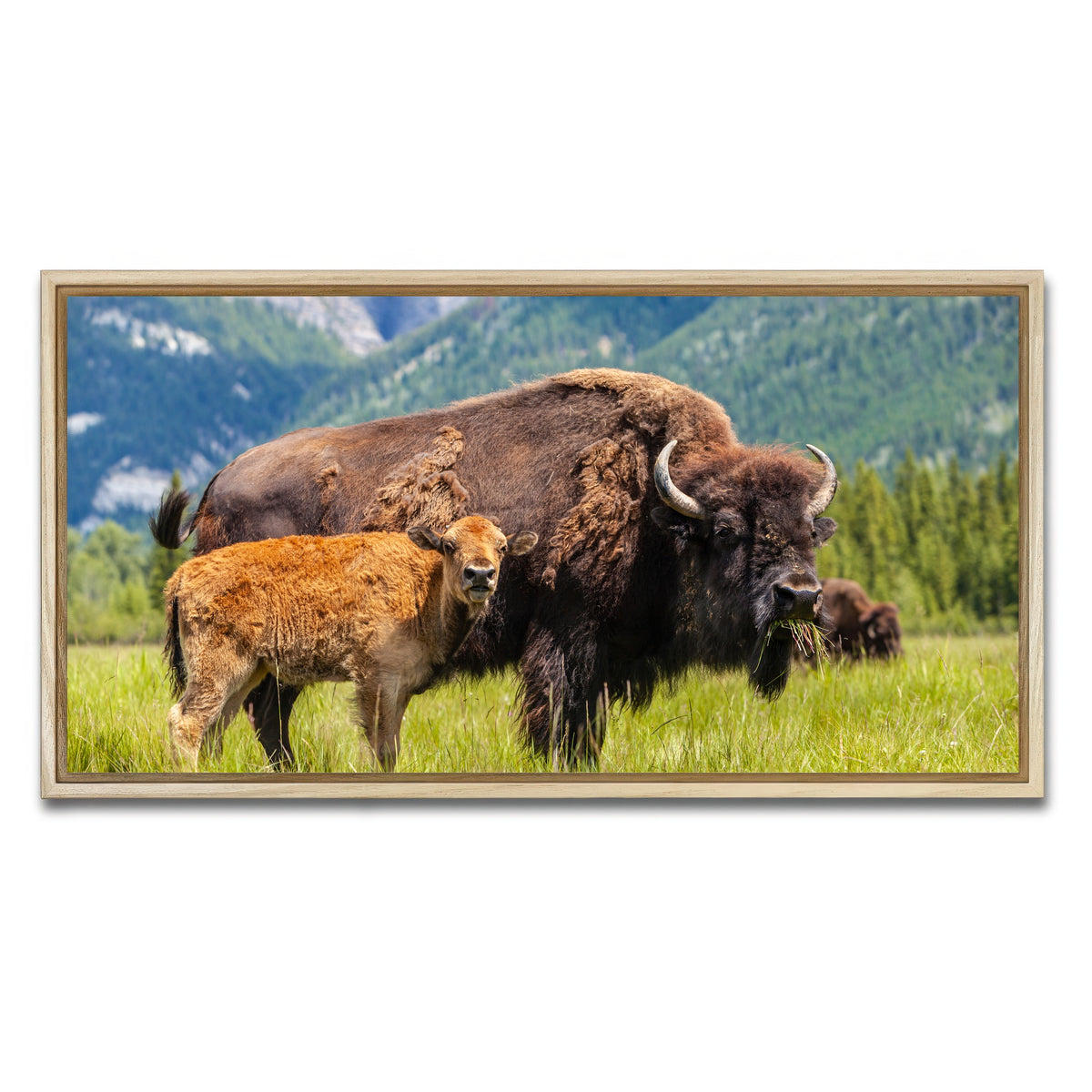 AUTO-MOCKUP WHITE | Buffalo with calf | 1 Piece | Natural Framed Canvas | group=2x1