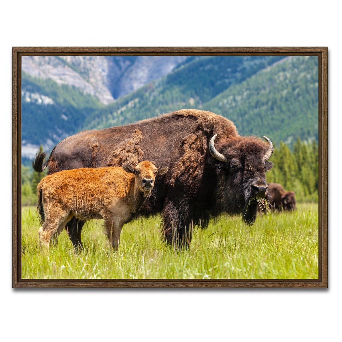 AUTO-MOCKUP WHITE | Buffalo with calf | 1 Piece | Walnut Framed Canvas | group=4x3