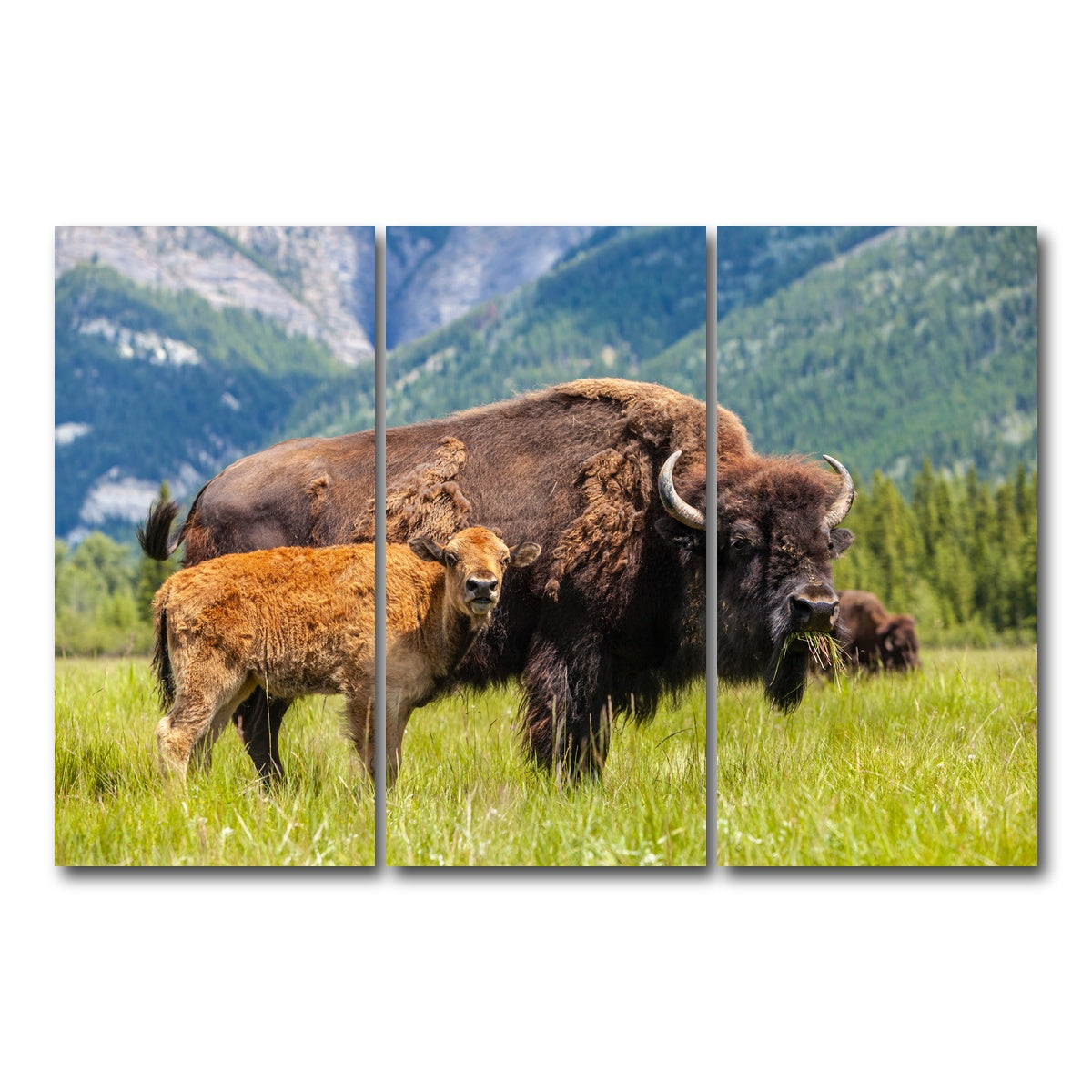 AUTO-MOCKUP WHITE | Buffalo with calf | 3 Piece | Gallery Wrap Canvas | group=12x24