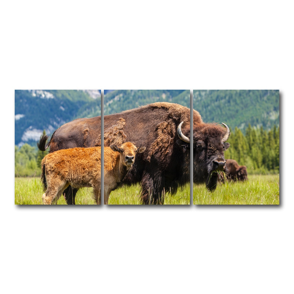 AUTO-MOCKUP WHITE | Buffalo with calf | 3 Piece | Gallery Wrap Canvas | group=18x24