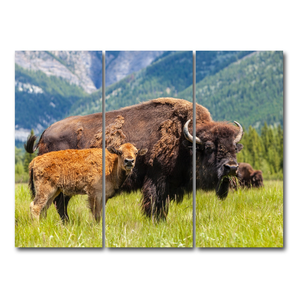 AUTO-MOCKUP WHITE | Buffalo with calf | 3 Piece | Gallery Wrap Canvas | group=8x18
