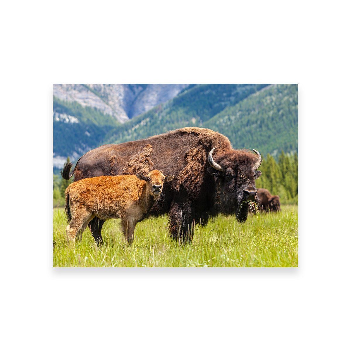 Buffalo with Calf Wall Art