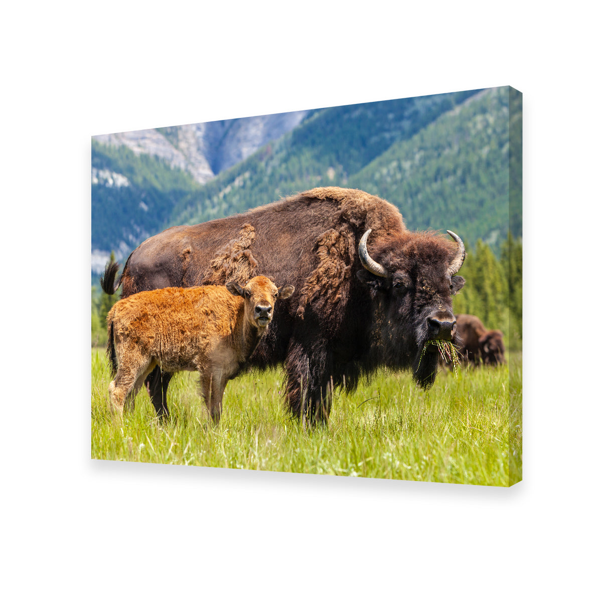 Buffalo with Calf Wall Art