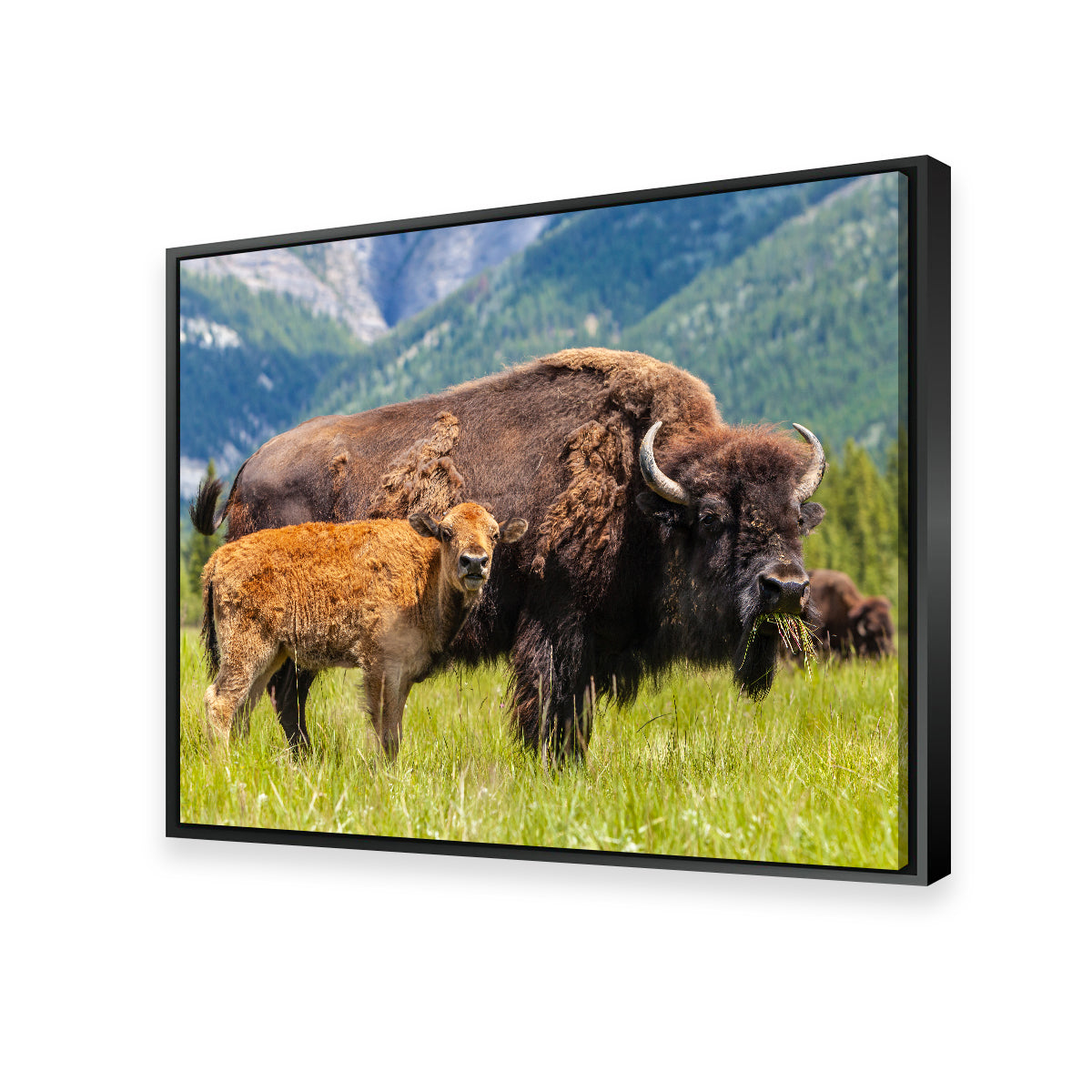 Buffalo with Calf Wall Art