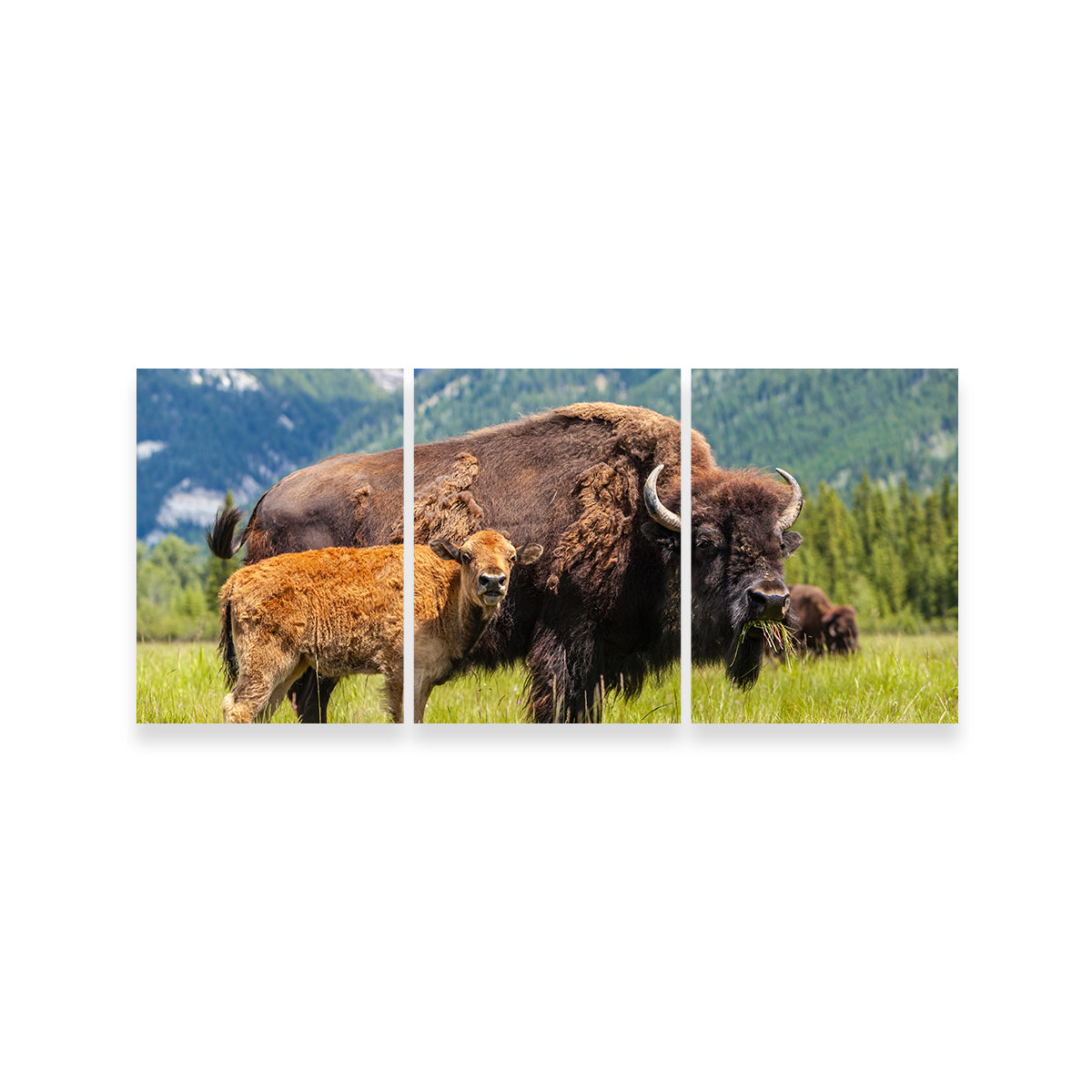 Buffalo with Calf Wall Art