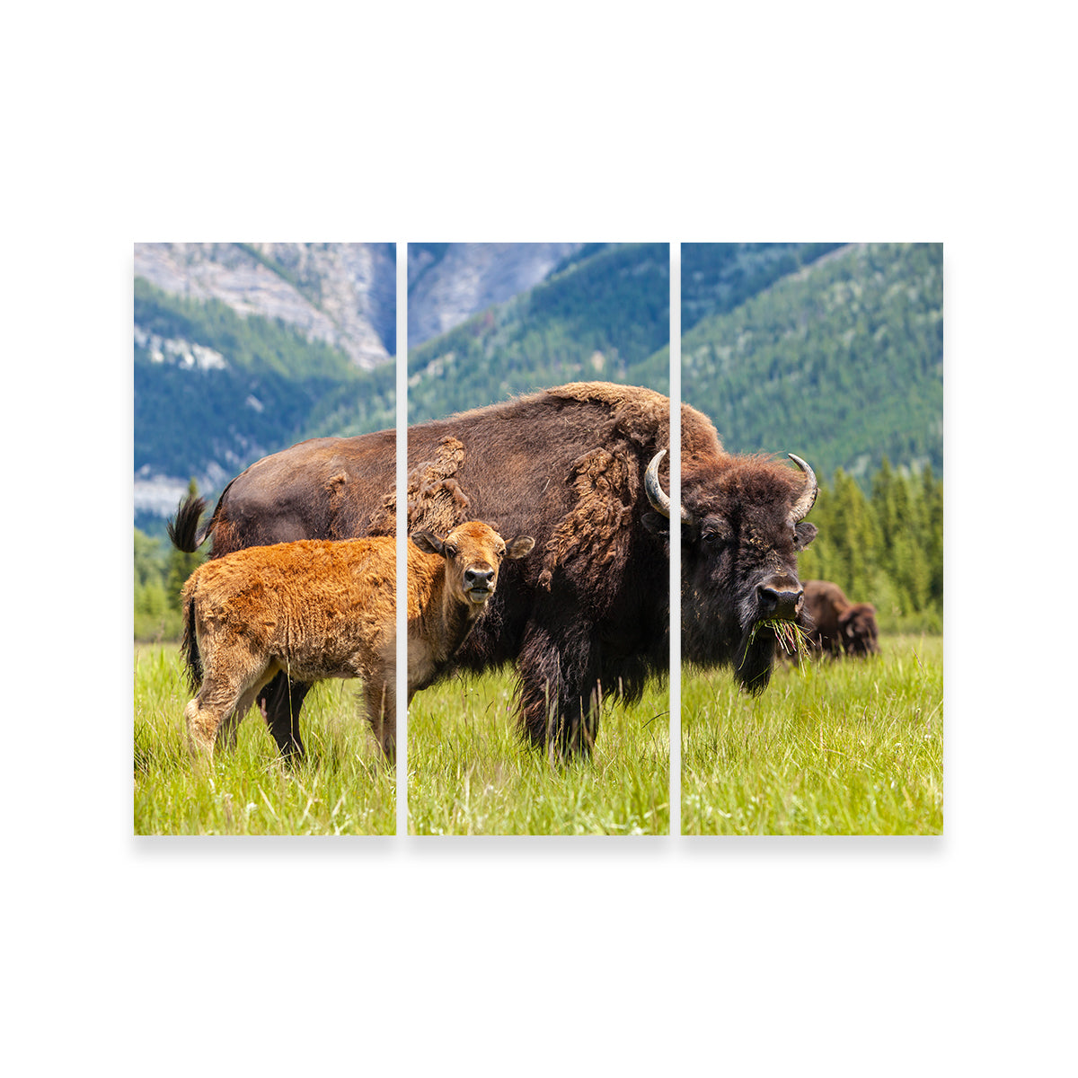 Buffalo with Calf Wall Art