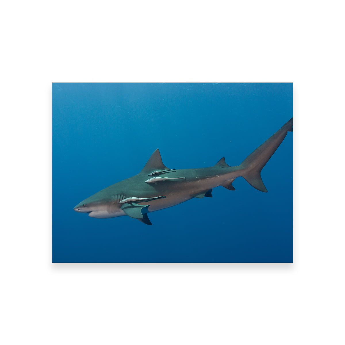 Bull Shark Wall Art