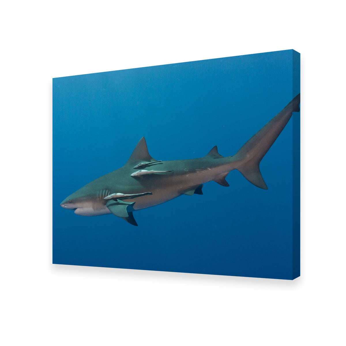 Bull Shark Wall Art