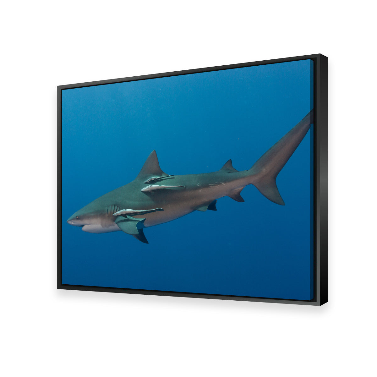 Bull Shark Wall Art