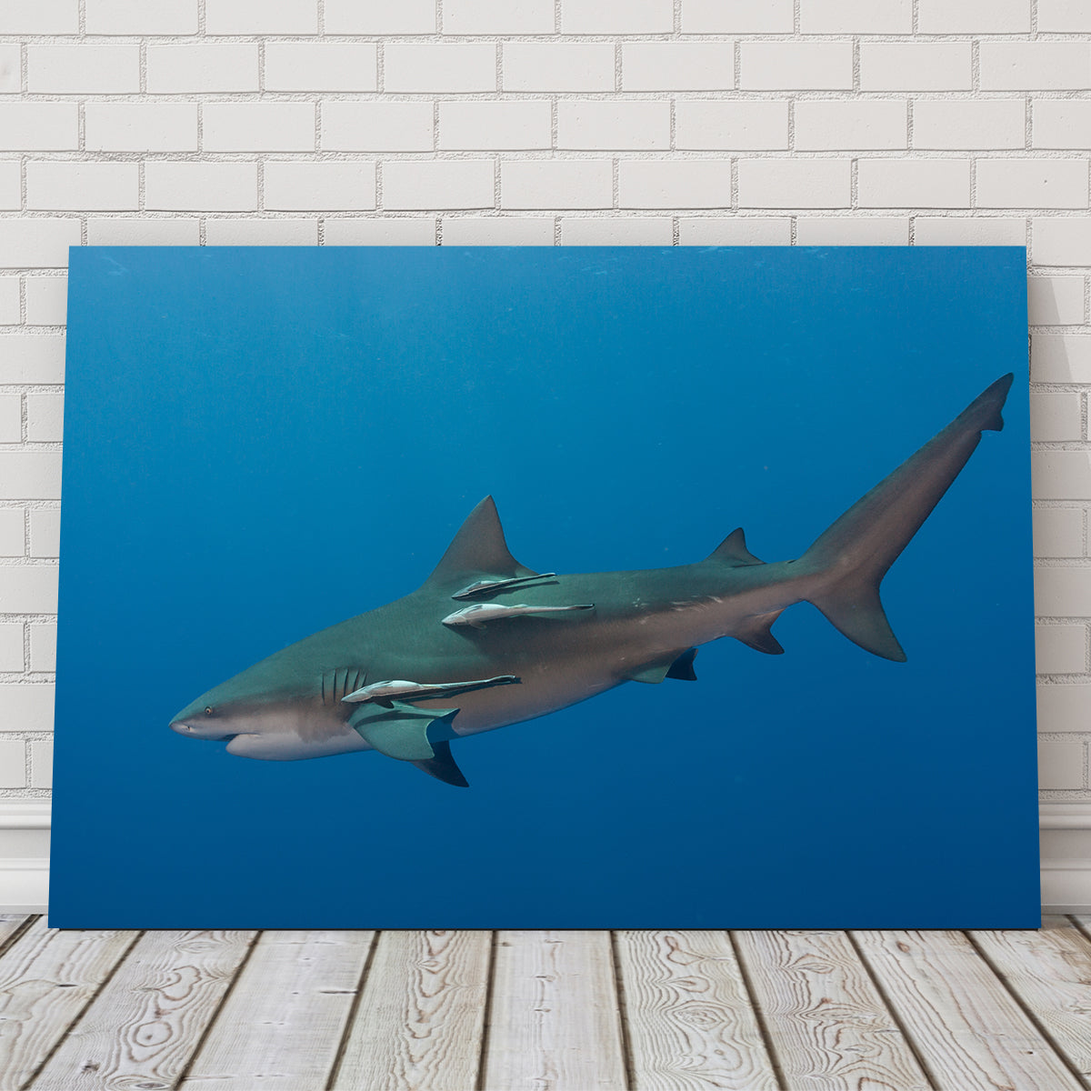 Bull Shark Wall Art