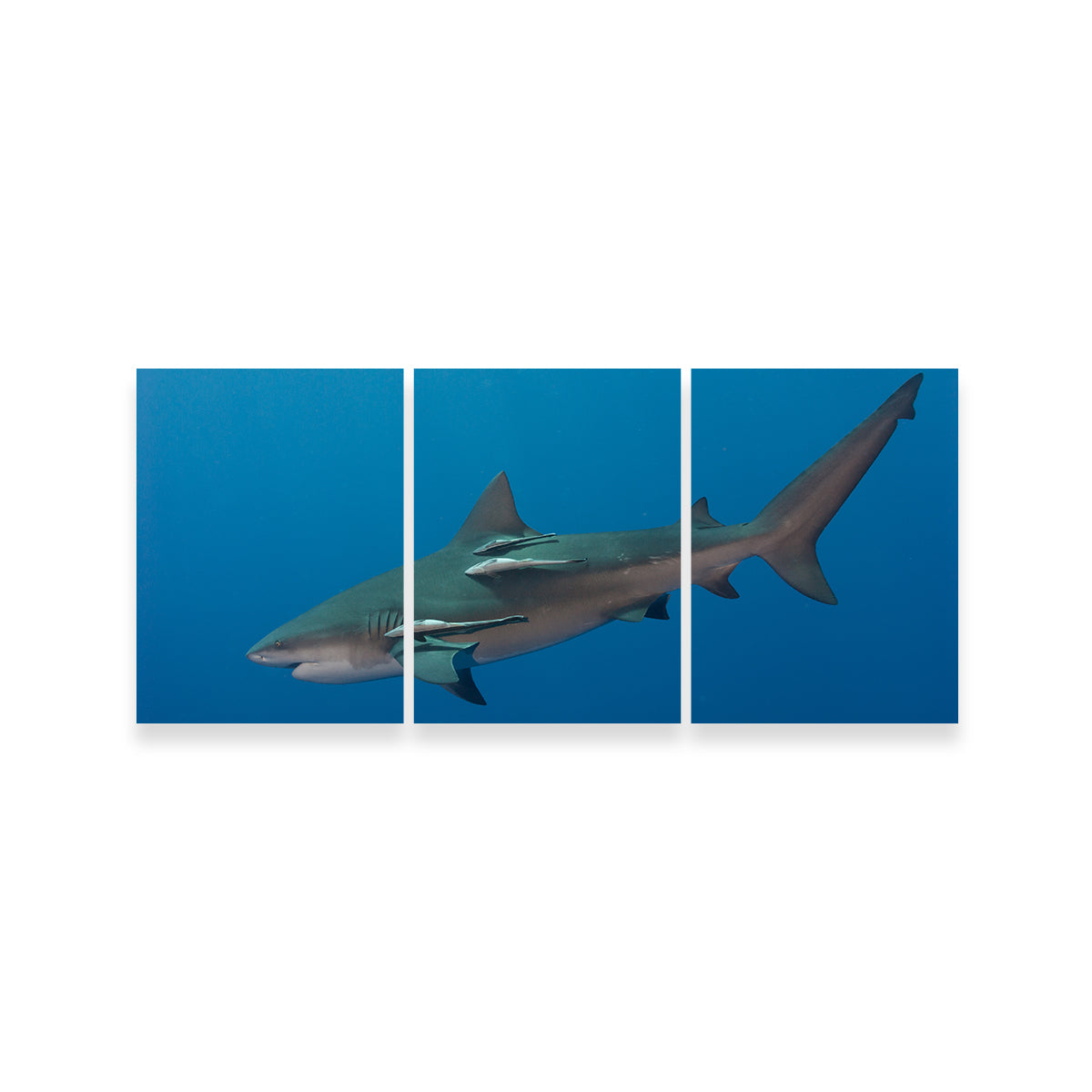 Bull Shark Wall Art