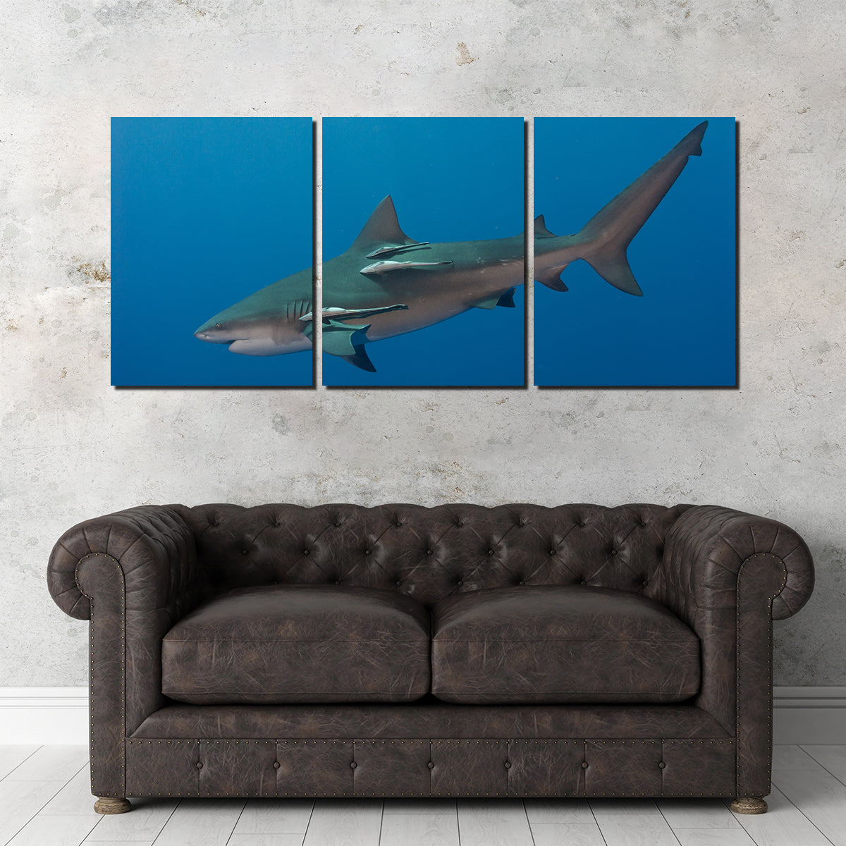 Bull Shark Wall Art