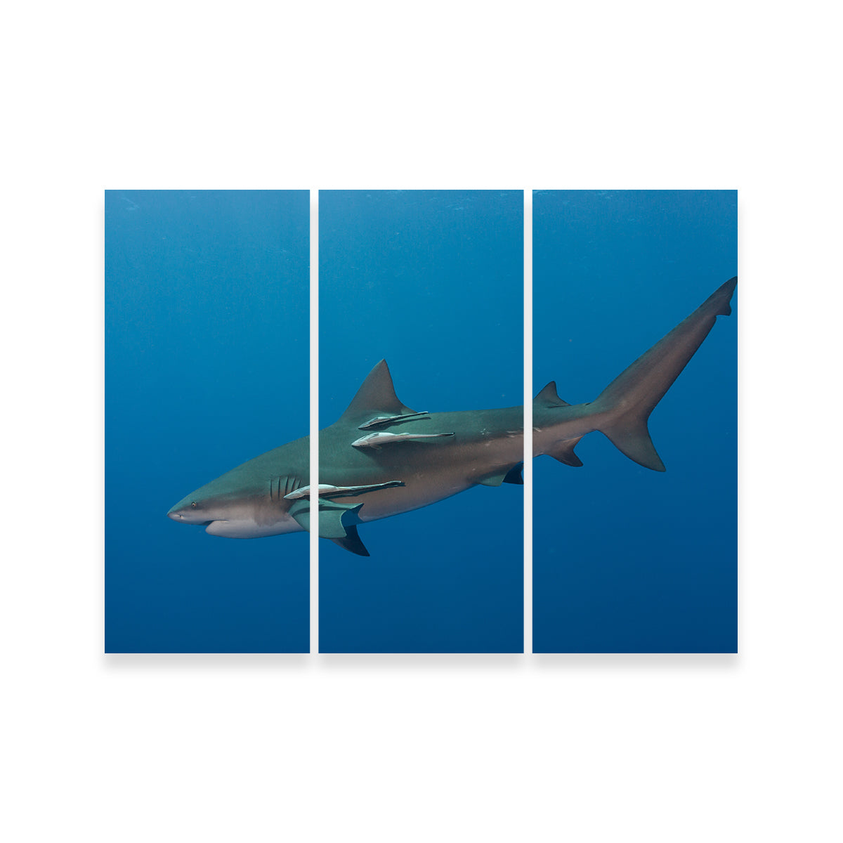Bull Shark Wall Art
