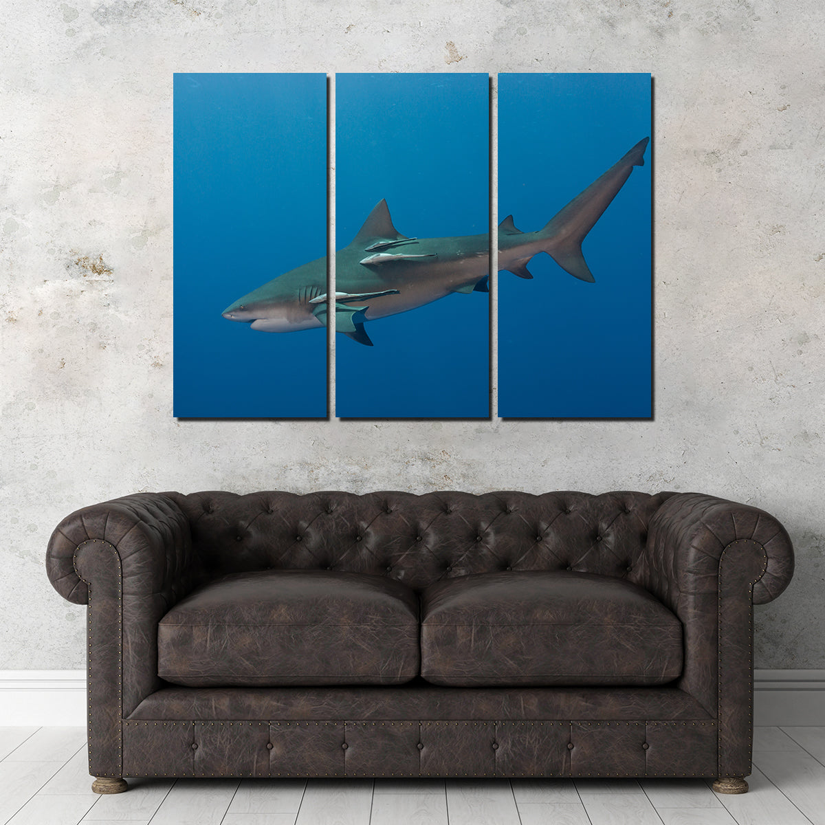 Bull Shark Wall Art