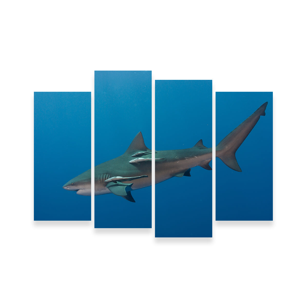 Bull Shark Wall Art