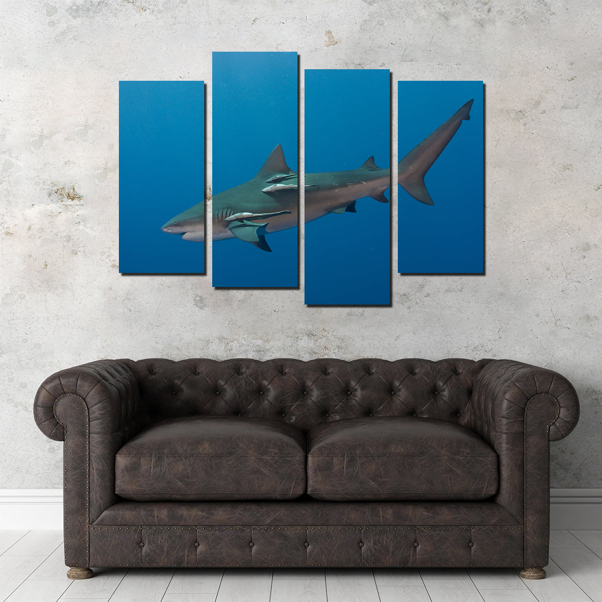 Bull Shark Wall Art