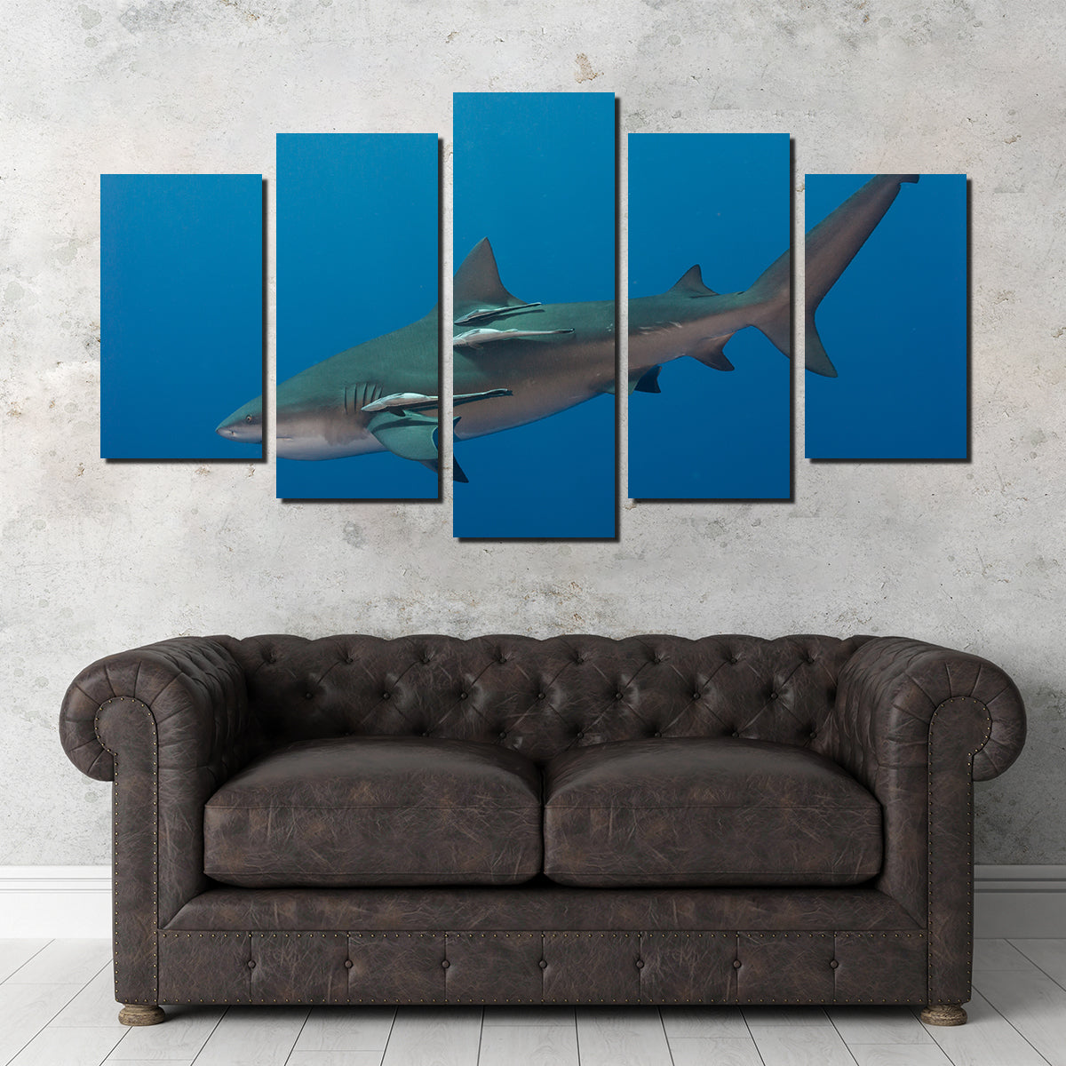 Bull Shark Wall Art