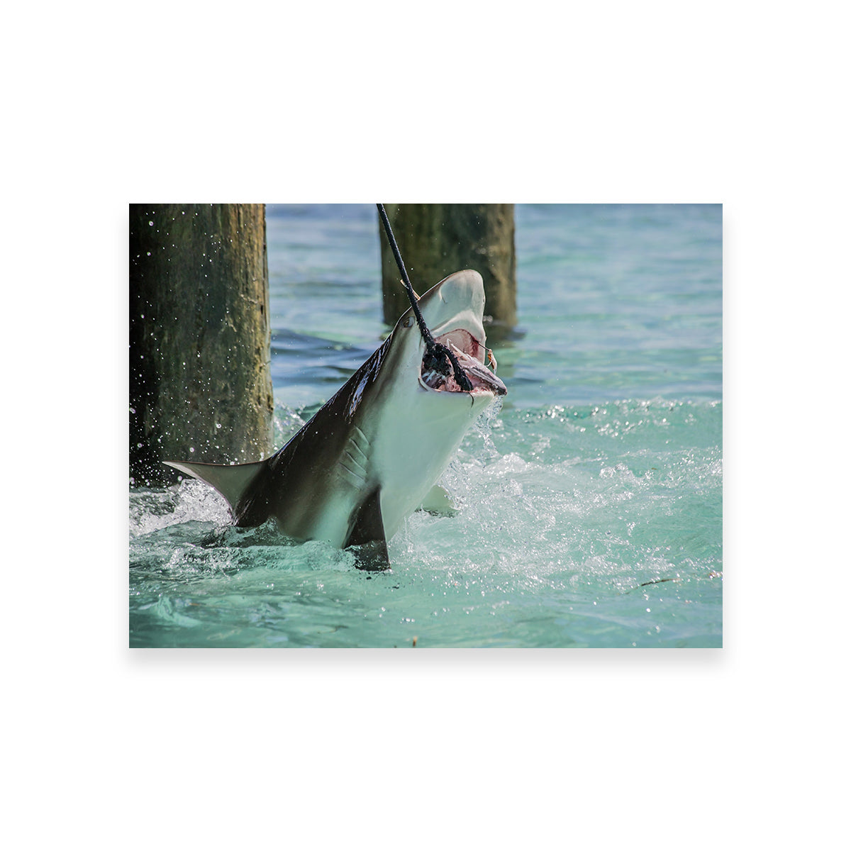 Bull Shark Snacking Wall Art