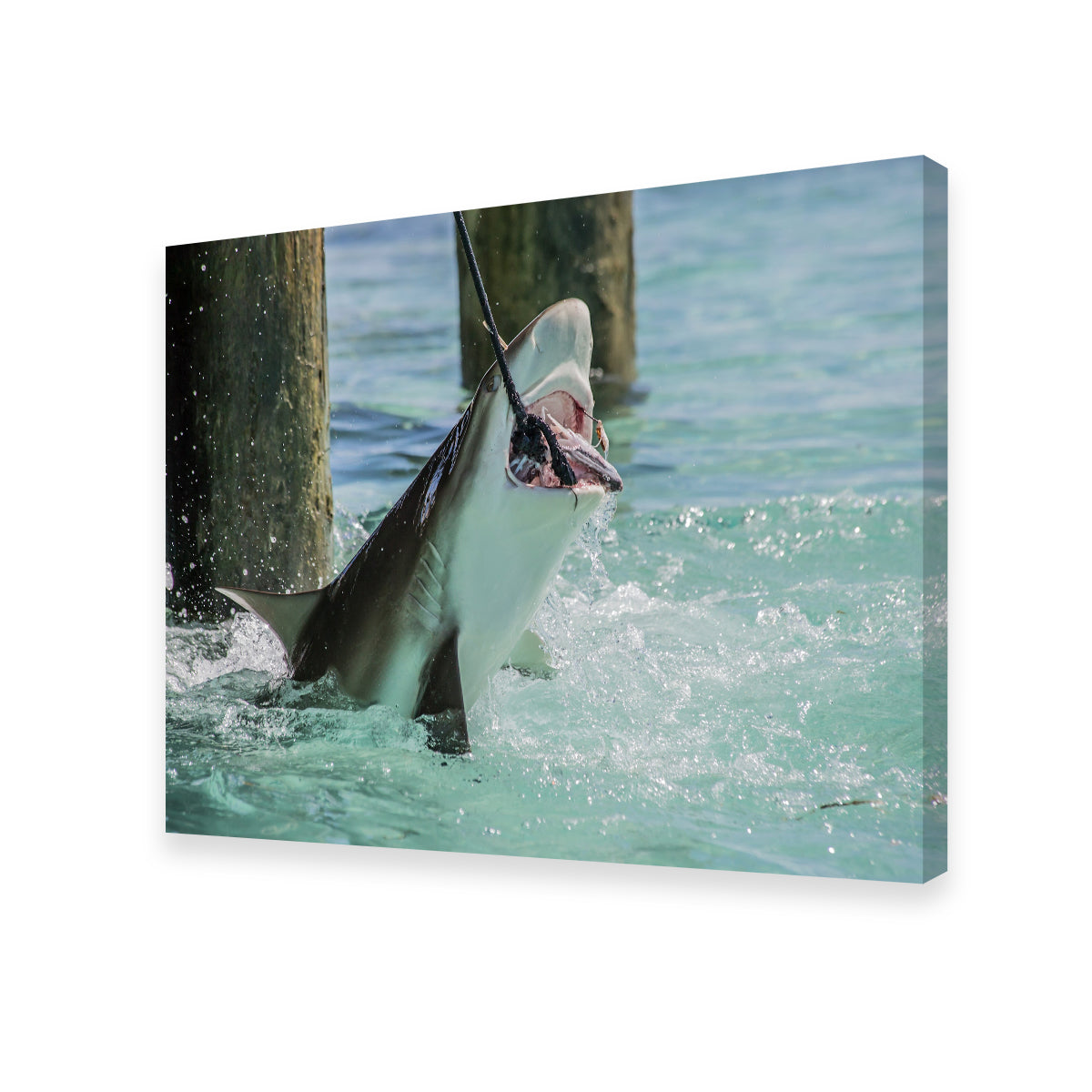 Bull Shark Snacking Wall Art