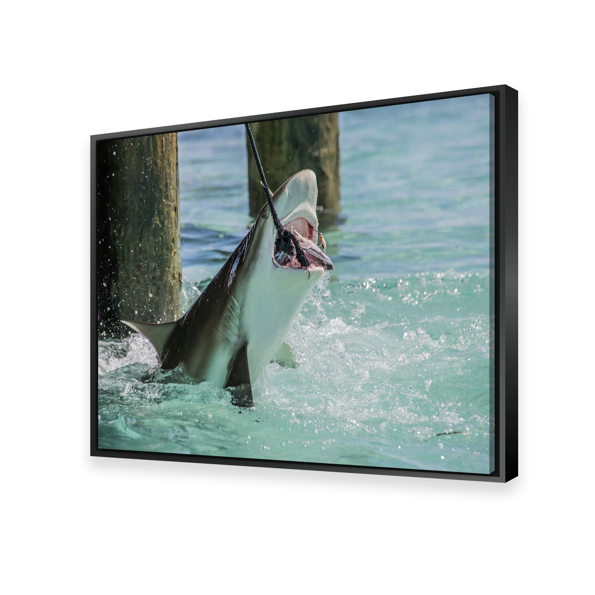 Bull Shark Snacking Wall Art