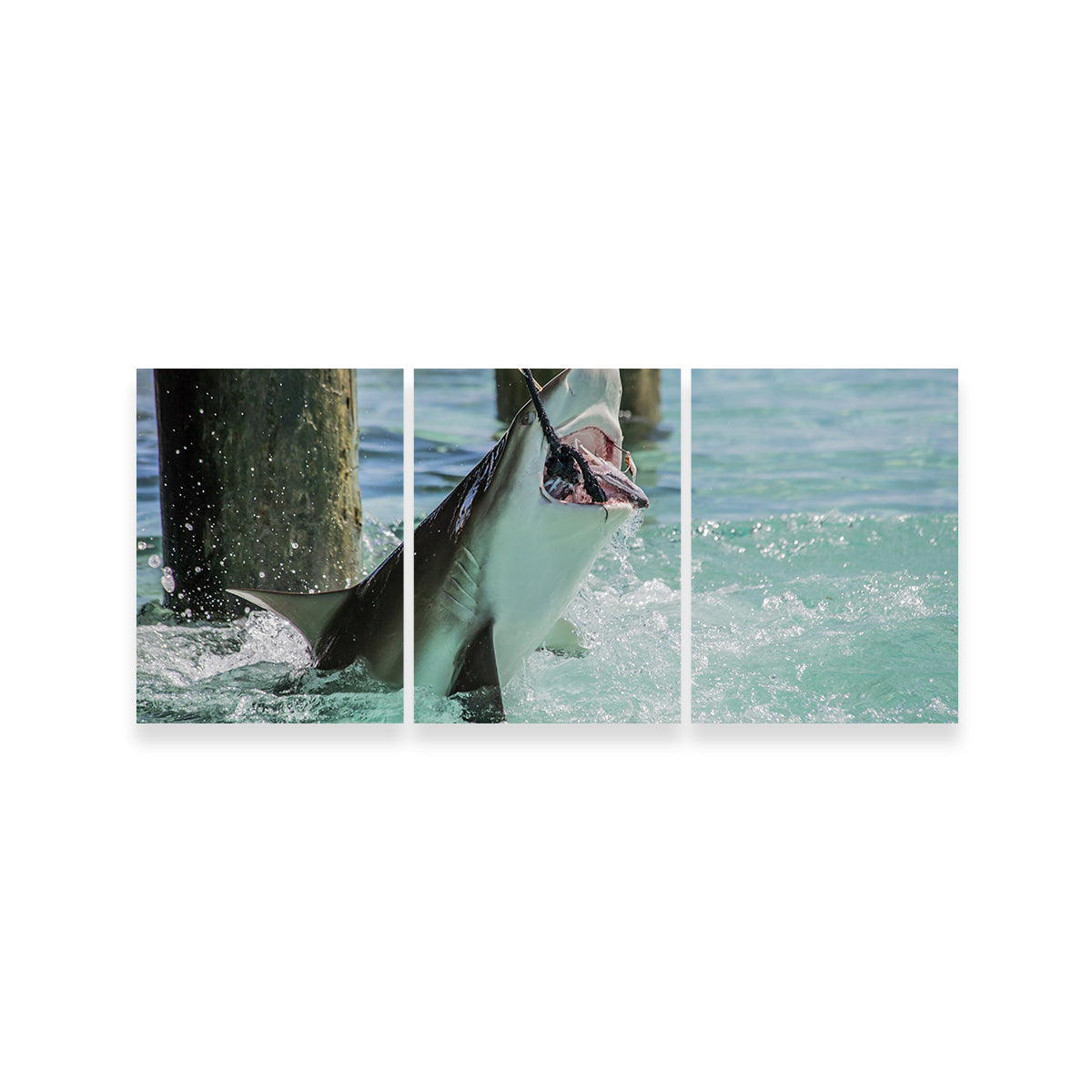 Bull Shark Snacking Wall Art