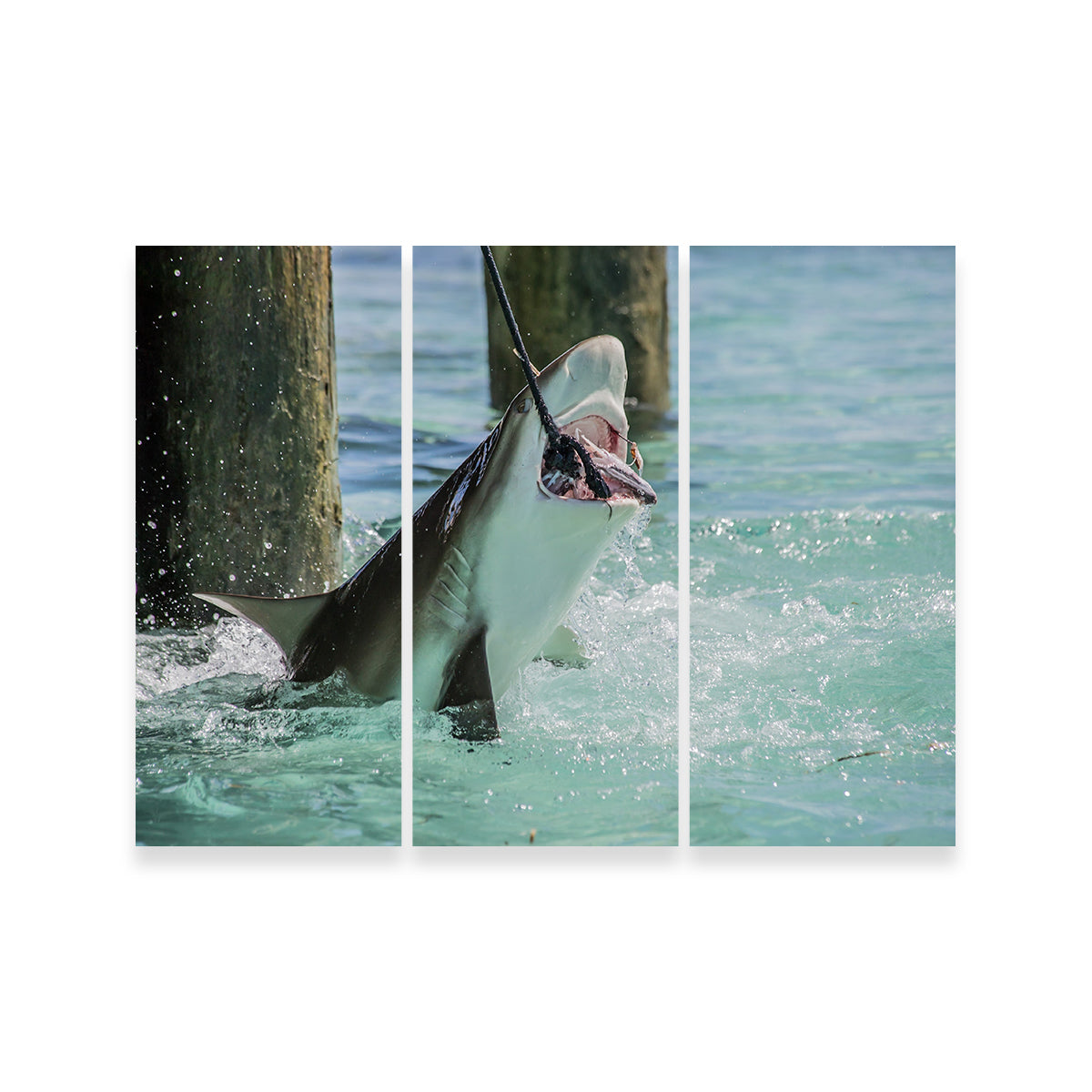 Bull Shark Snacking Wall Art
