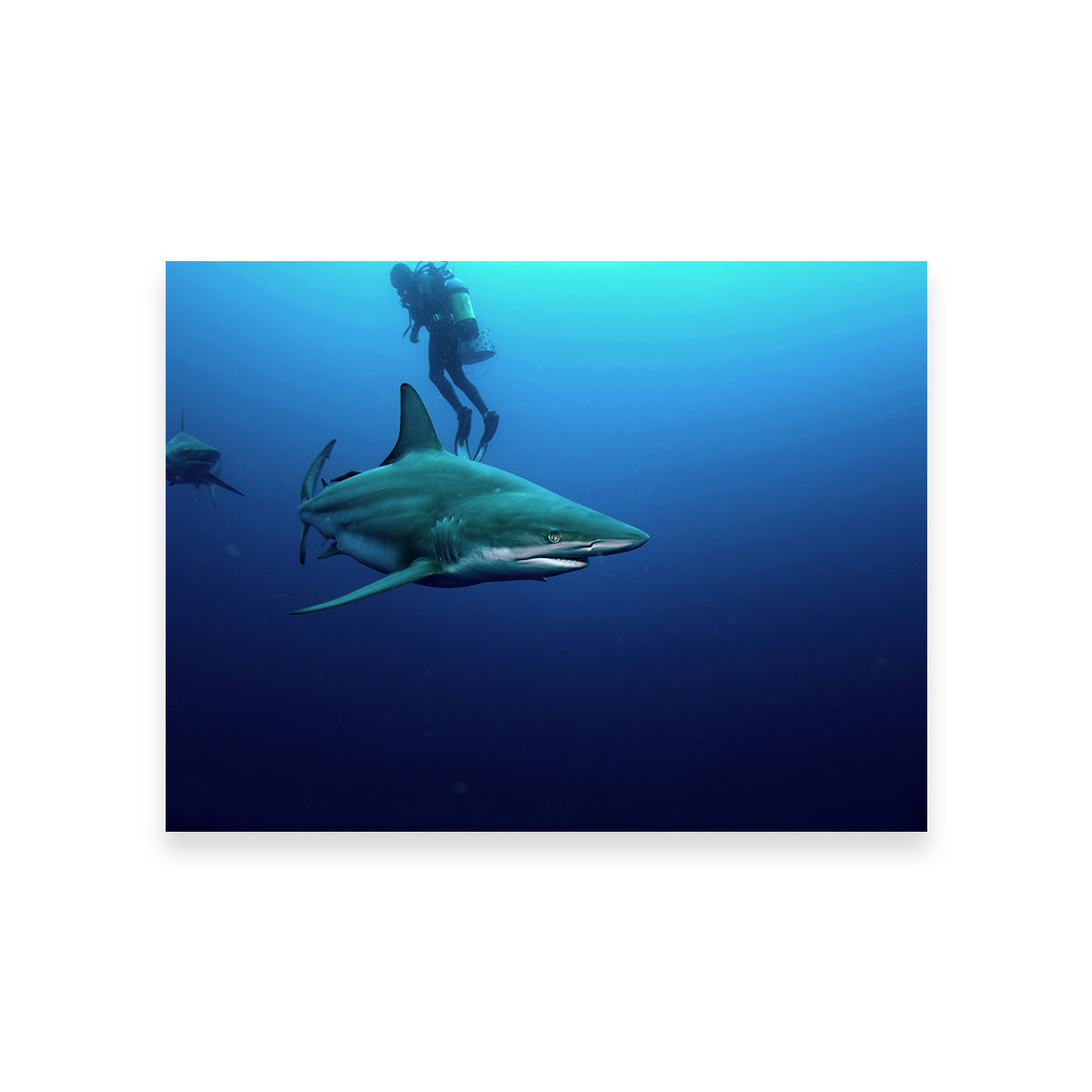 Bull Shark & Diver Wall Art