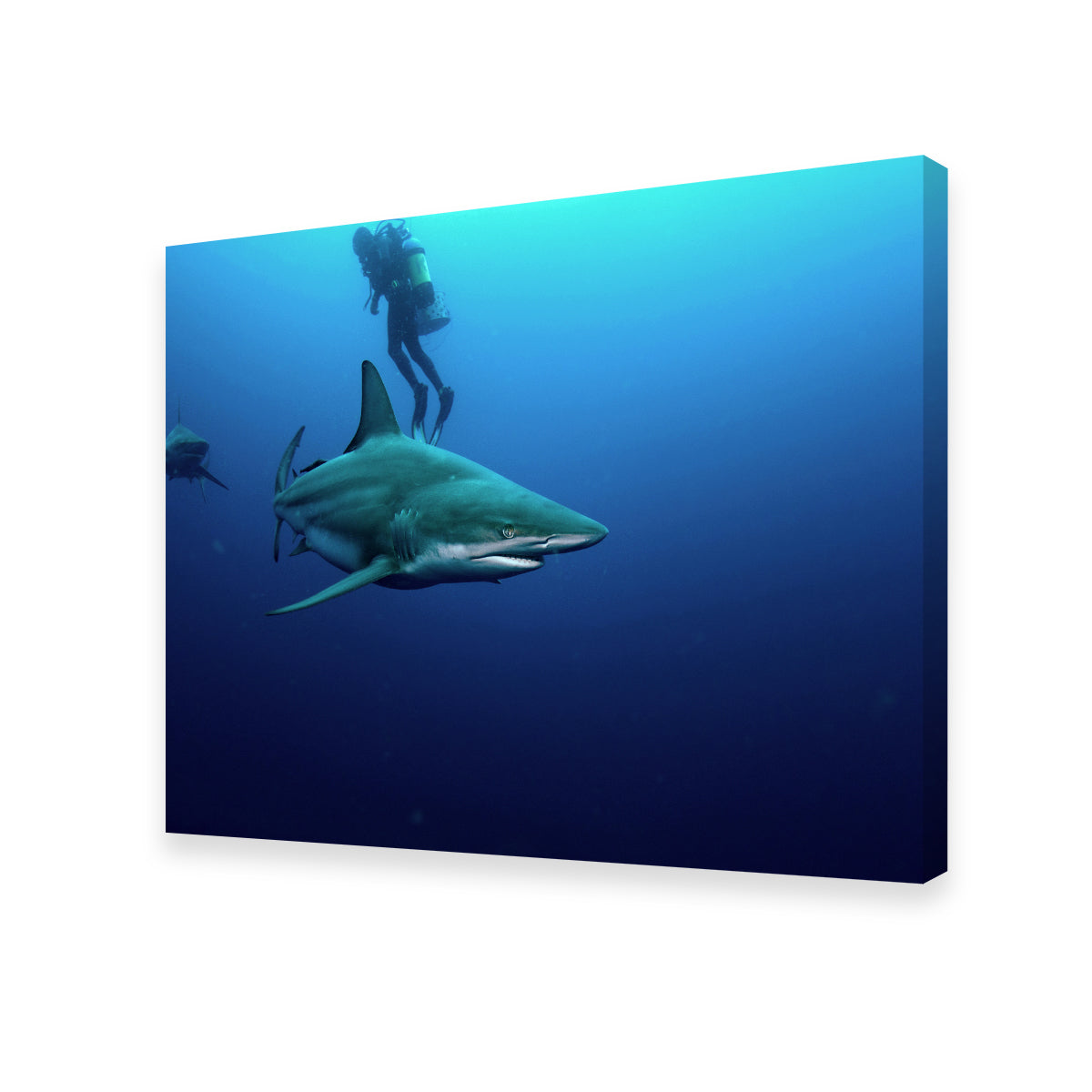 Bull Shark & Diver Wall Art
