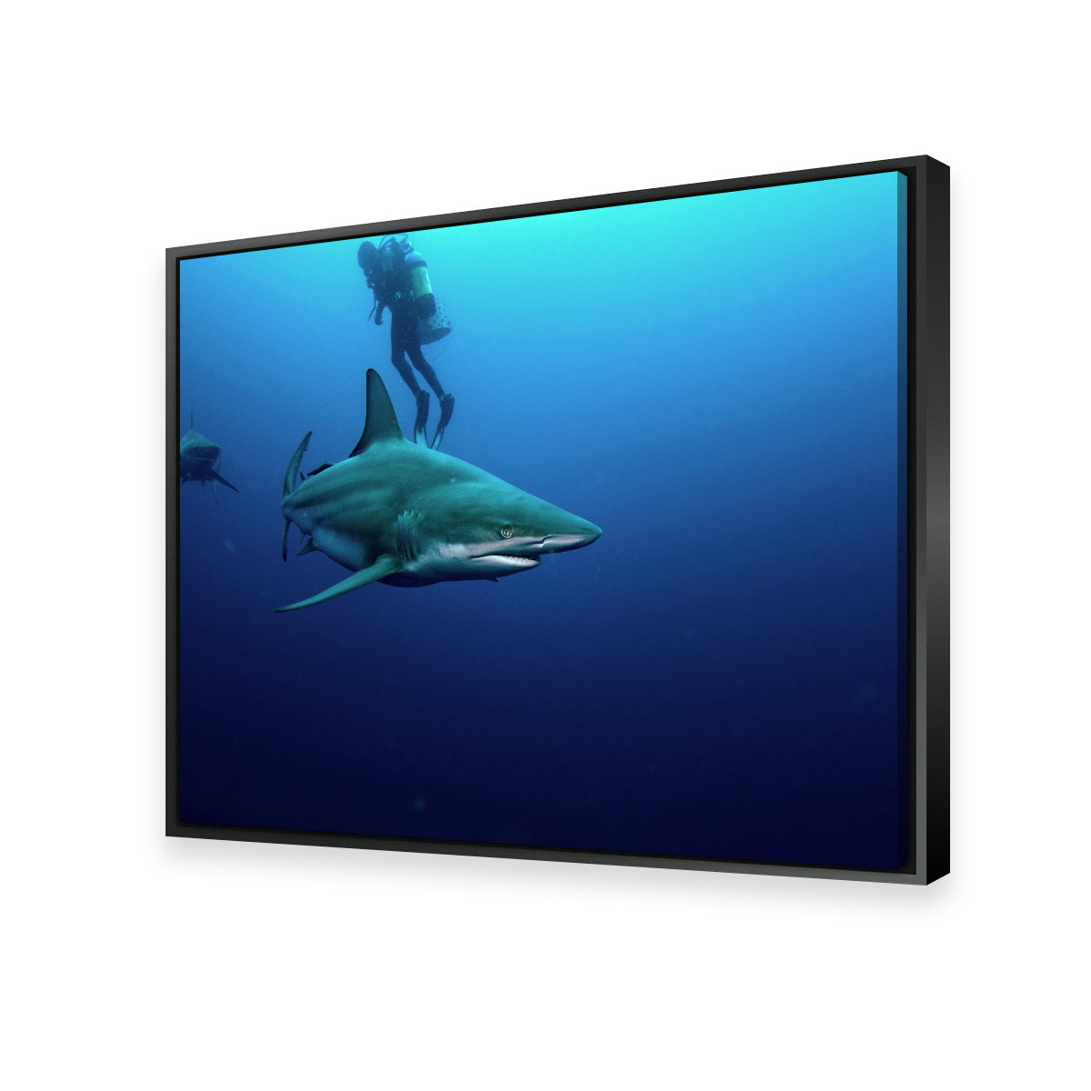 Bull Shark & Diver Wall Art