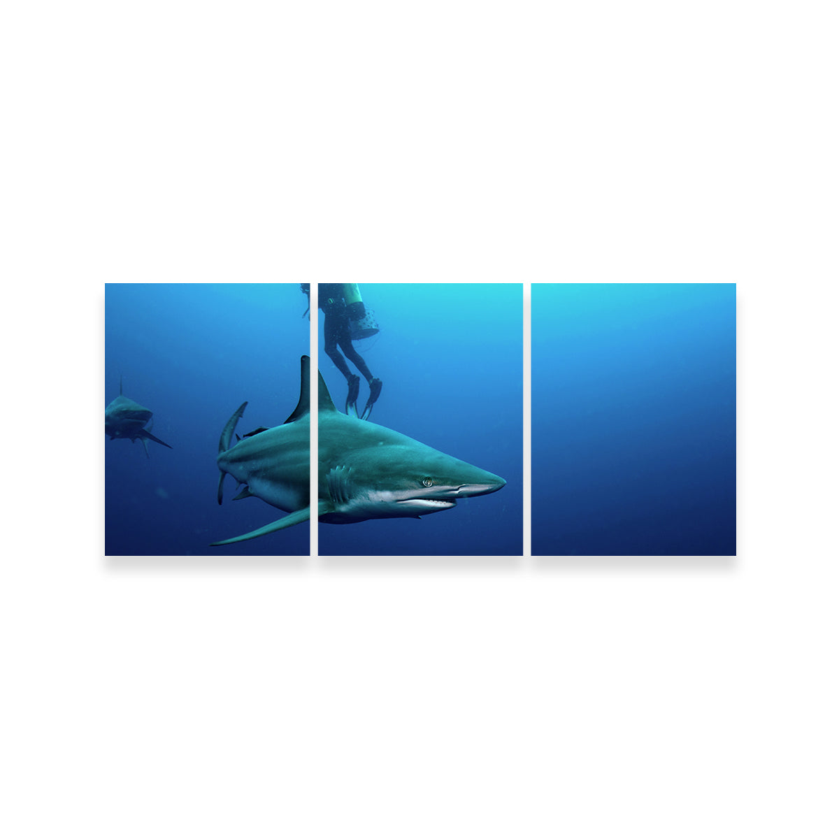 Bull Shark & Diver Wall Art