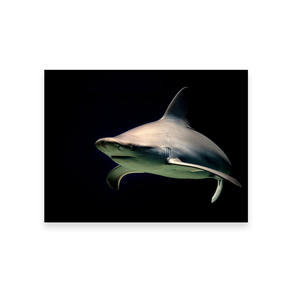 Bull Shark at Night Wall Art