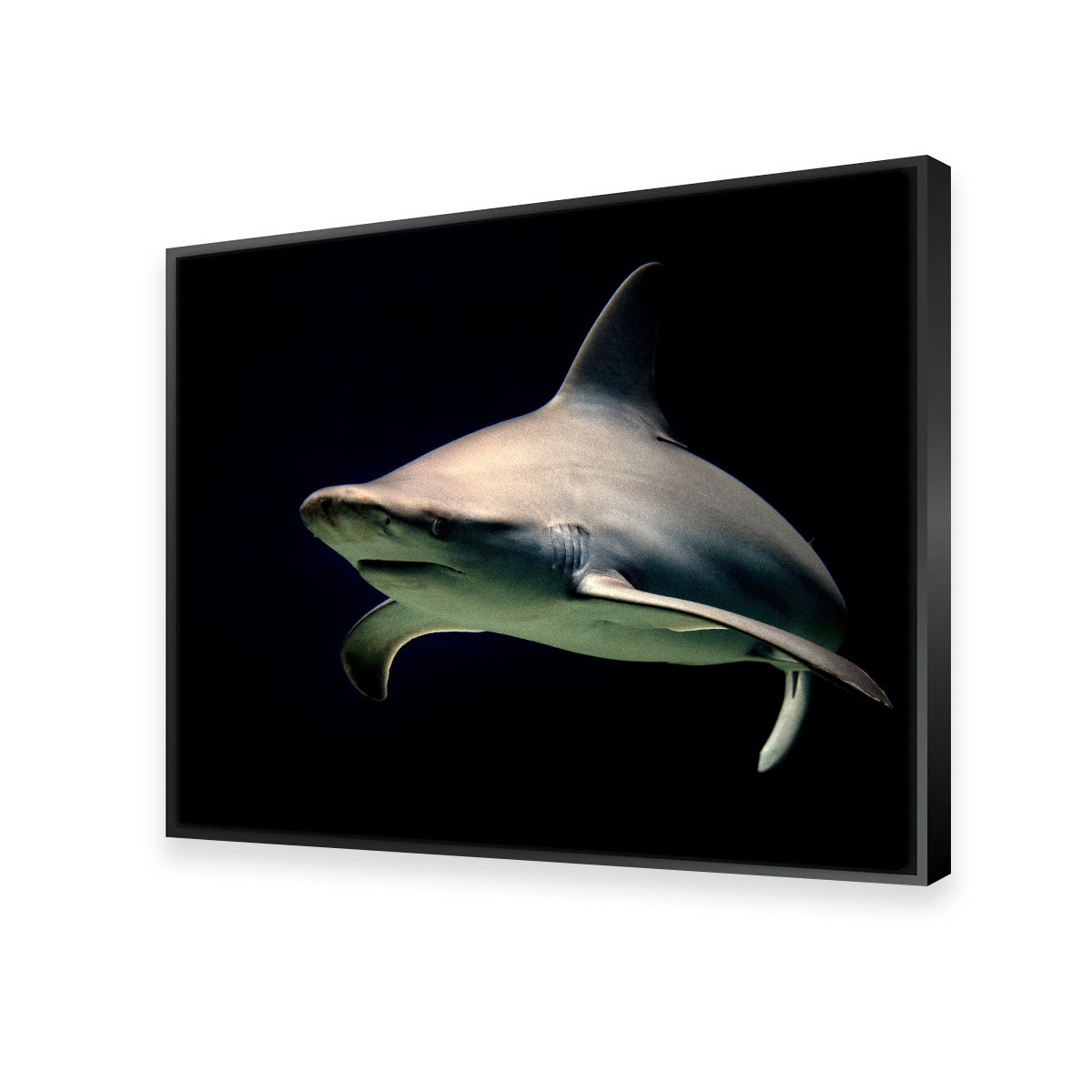 Bull Shark at Night Wall Art