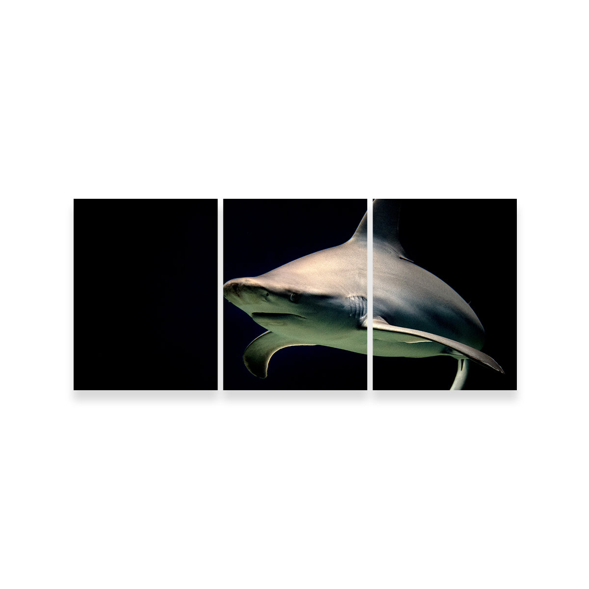 Bull Shark at Night Wall Art