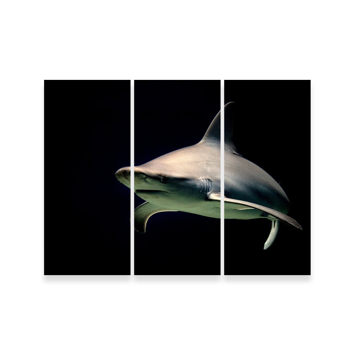 Bull Shark at Night Wall Art