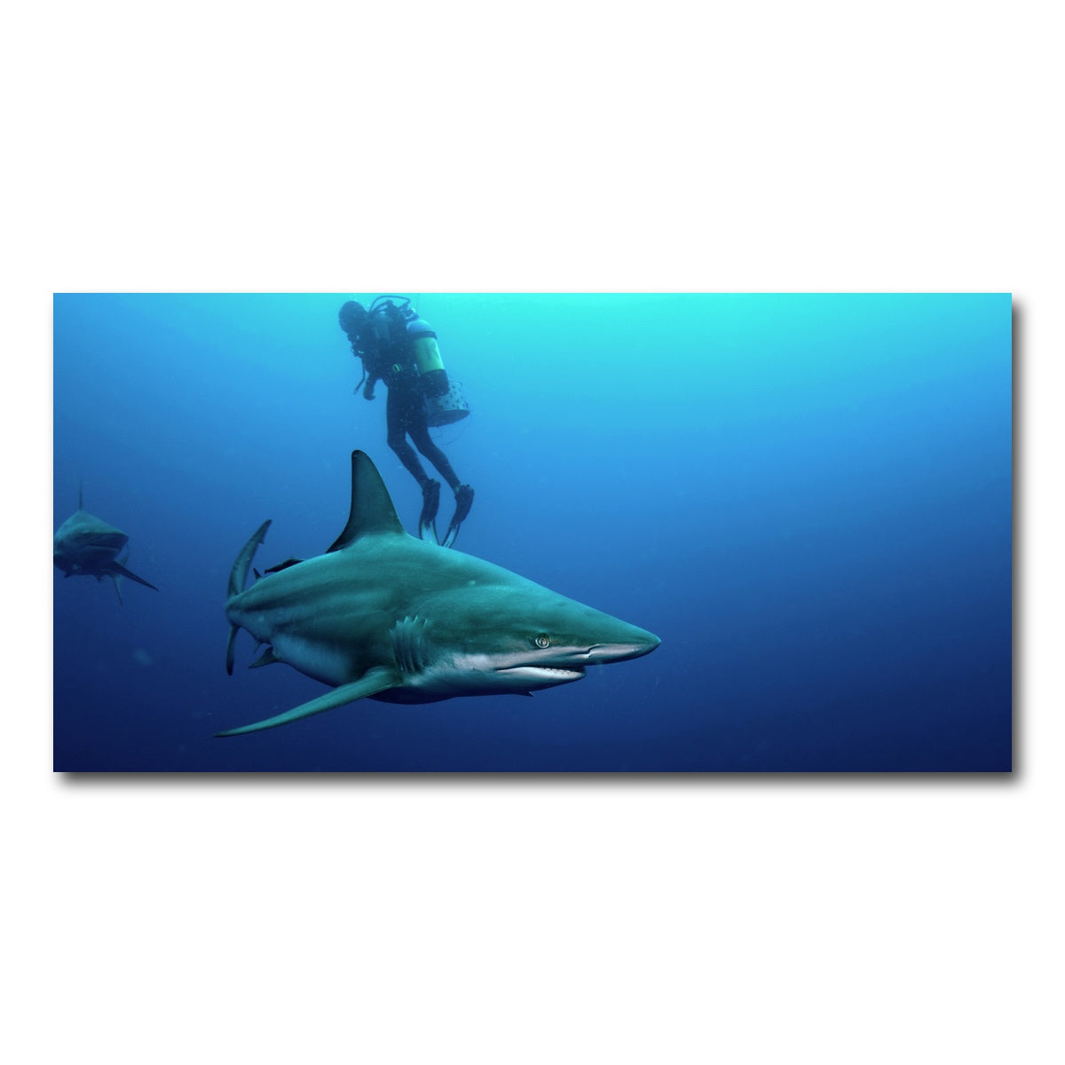 AUTO-MOCKUP WHITE | Bull Shark & Diver | 1 Piece | Gallery Wrap Canvas | group=2x1