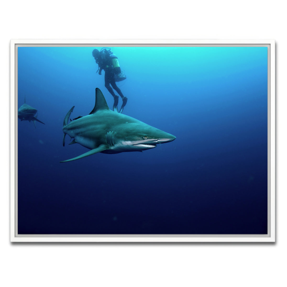 AUTO-MOCKUP WHITE | Bull Shark & Diver | 1 Piece | White Framed Canvas | group=4x3